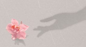 Womans hand shadow touches pink flower. Natural beauty, Womens, Mothers day, femininity concept.